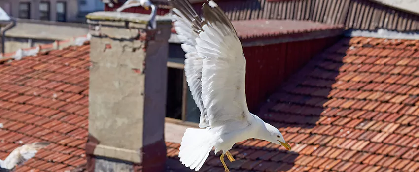 Residential Chimney Animal Removal Solution in Lawrence, KS