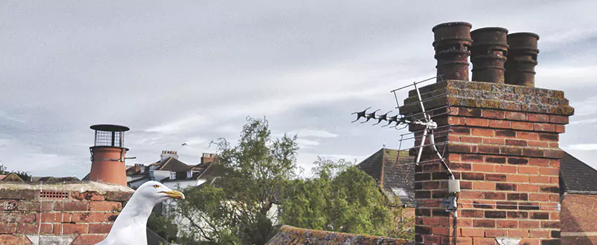 Chimney Cleaning And Restoration in Lawrence, Kansas